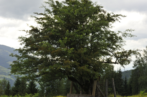 Eingriffelige Weißdorn, Hagedorn, Crataegus monogyna