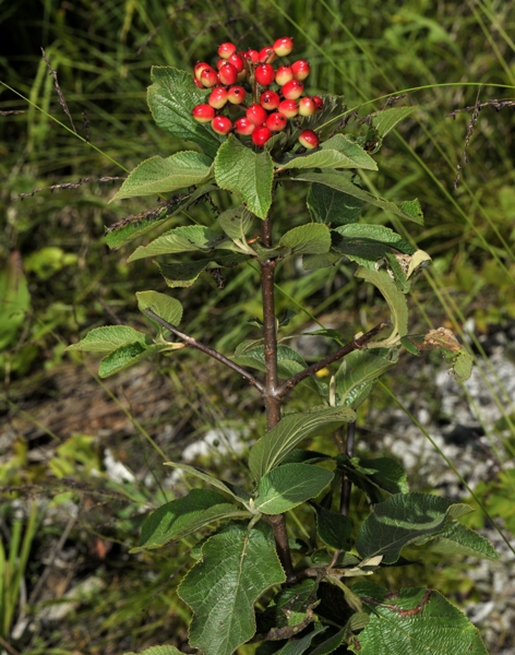 Wollige Schneeball, Viburnum lantana