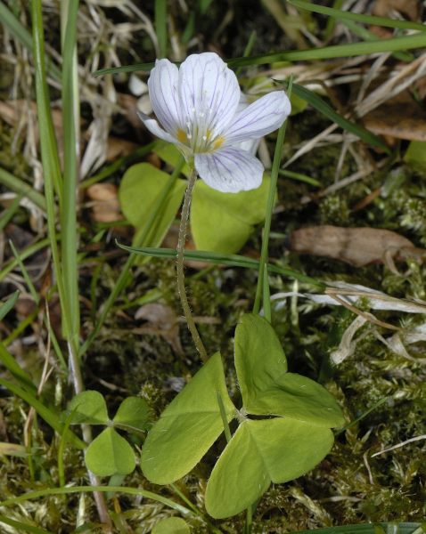 Waldsauerklee, Oxalis acetosella