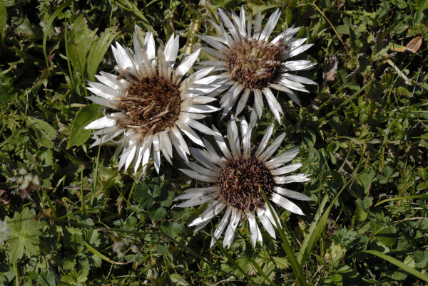 Silberdistel, Carlina acaulis