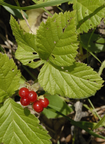 Steinbeere, Rubus saxatilis