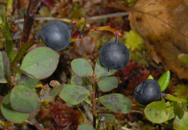 Nebelbeere, Rauschbeere, Vaccinium uliginosum