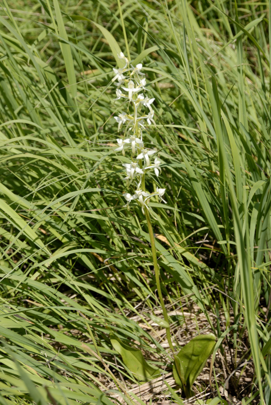 Zweiblättrige Waldhyazinthe