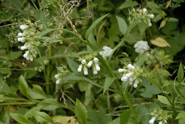 Weiße Beinwell, Symphytum orientale