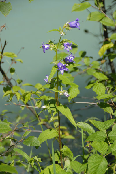 Nesselblättrige Glockenblume, Campanula trachelium