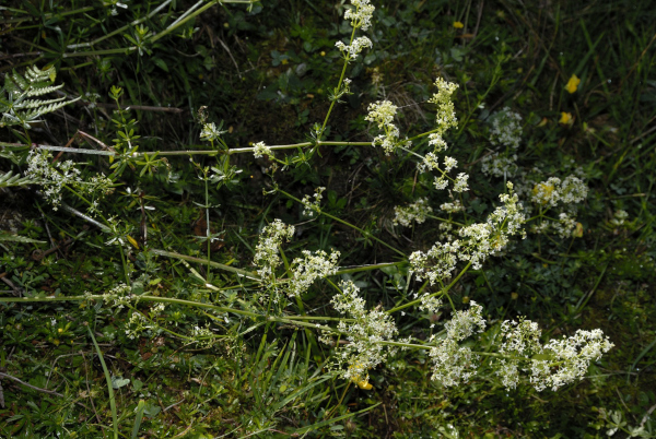 Großblütiges Wiesen-Labkraut, Galium album