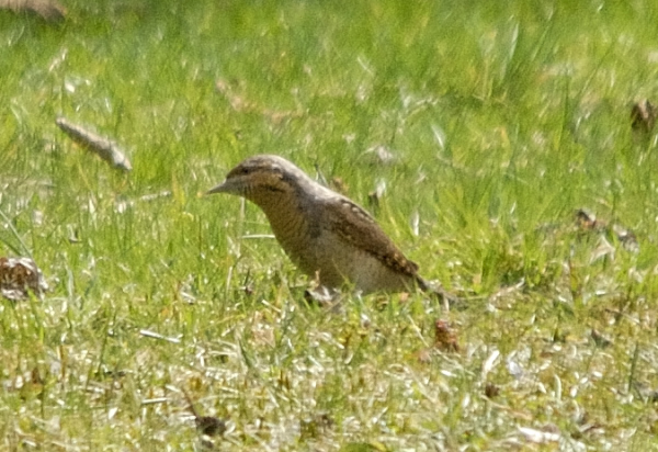 Wendehals, Jynx torquilla Wendehals, jynx torquilla