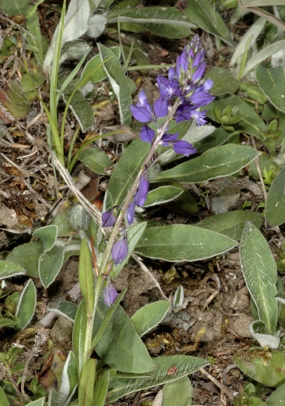 Gewöhnliche Kreuzblume, Polygala vulgaris