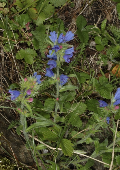 Gemeiner Natternkopf, Echium vulgare