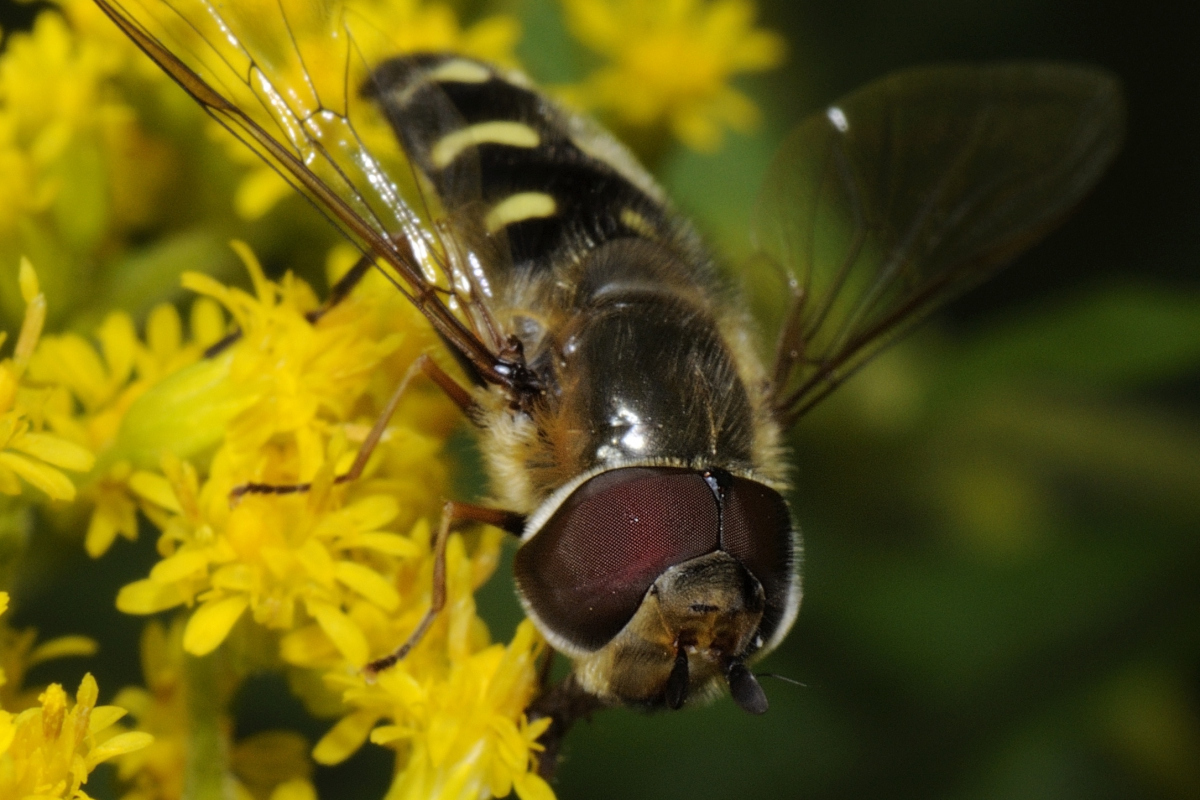 Späte Großstirnschwebfliege, Scaeva pyrastri Kopf-Vorderseite