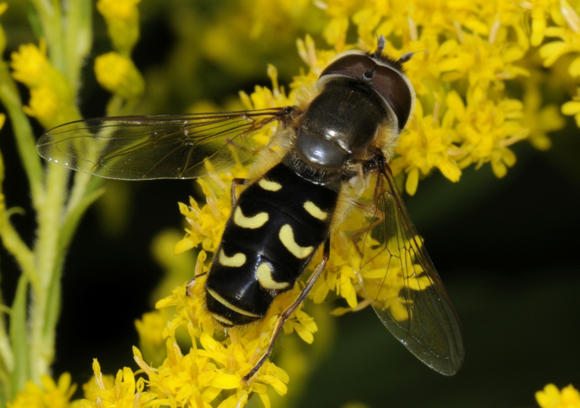 Späte Großstirnschwebfliege, Scaeva pyrastri Makro-Oberseite