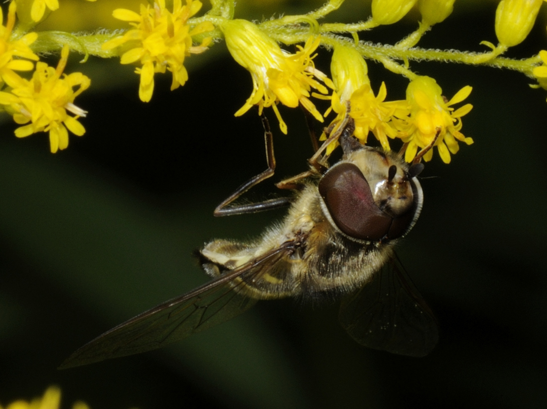 Späte Großstirnschwebfliege, Scaeva pyrastri Makro
