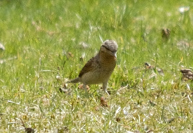 Wendehals, Jynx torquilla Vorderansicht