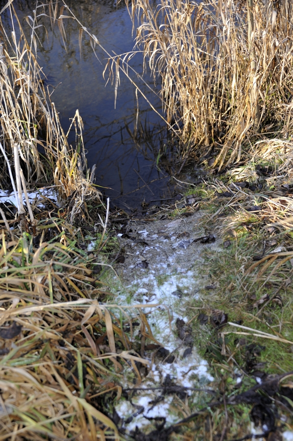 Europäische Biber; Castor fiber Biberrutsche ins Wasser