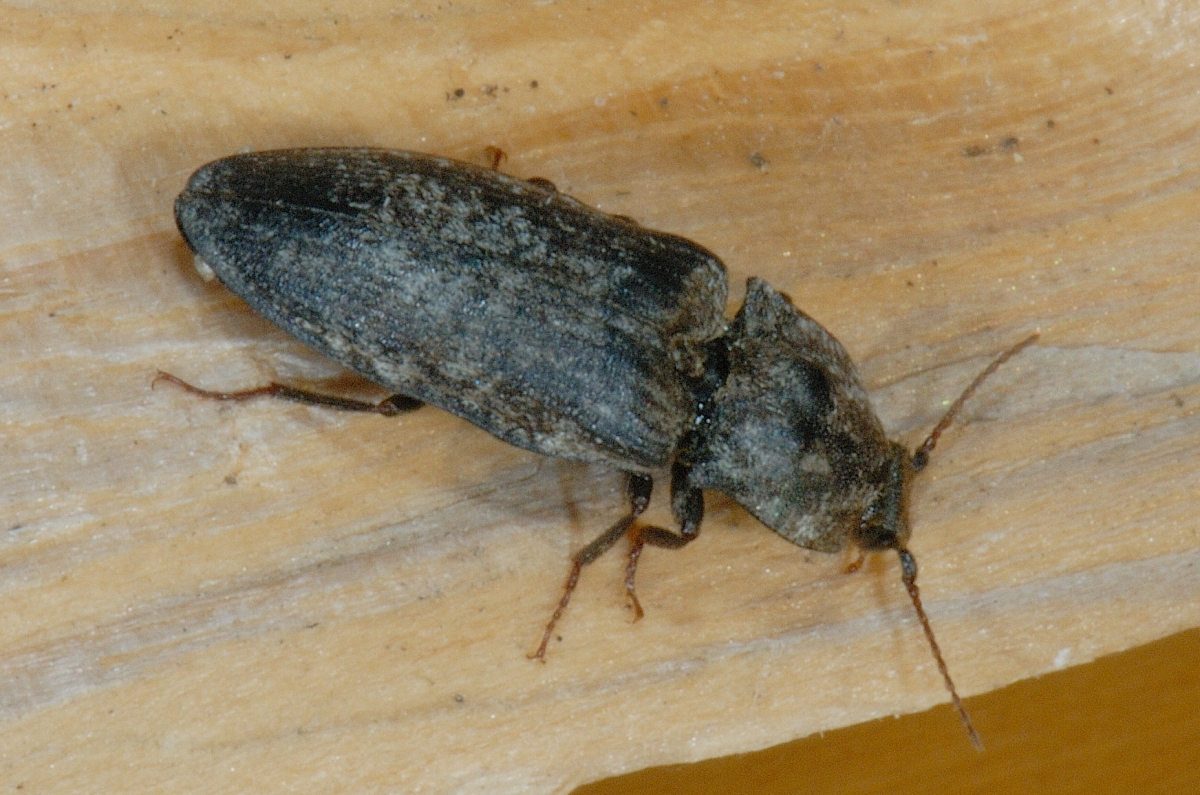 Schnellkäfer, Agriotes obscurus Seitlich