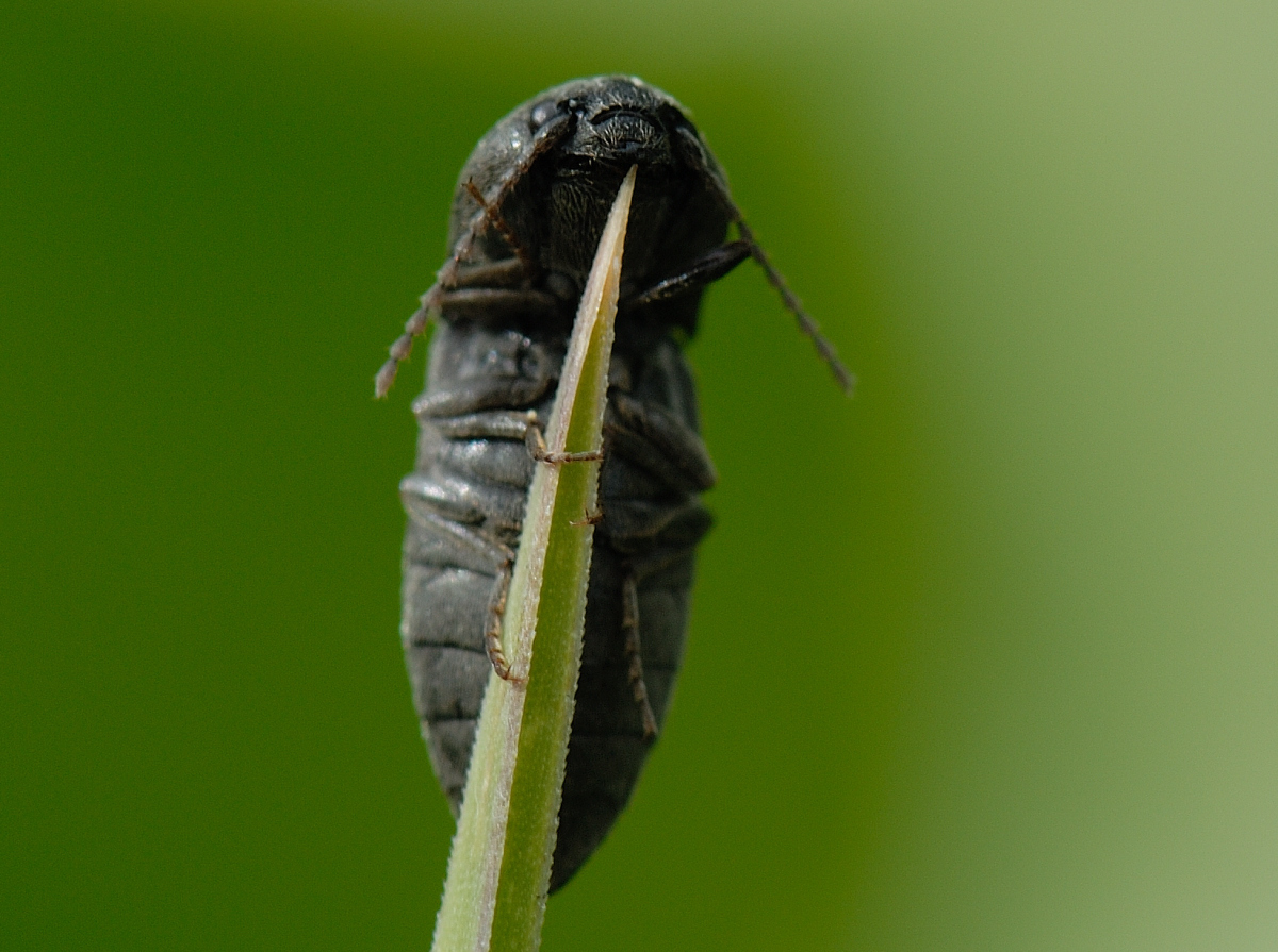 Schnellkäfer, Agriotes obscurus Unterseite