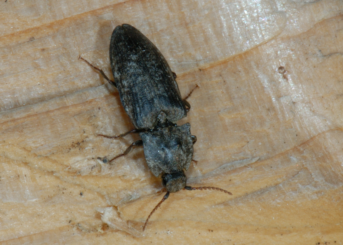 Schnellkäfer, Agriotes obscurus Habitus