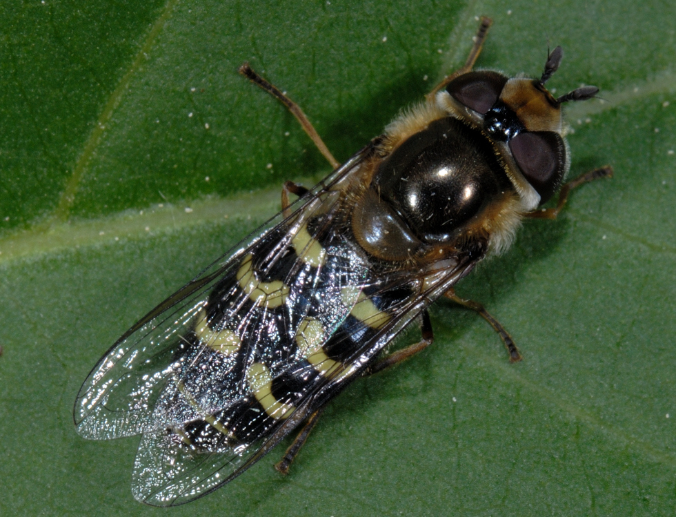 Späte Großstirnschwebfliege, Scaeva pyrastri Oberseite