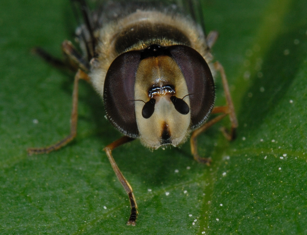 Späte Großstirnschwebfliege, Scaeva pyrastri Kopfmakro