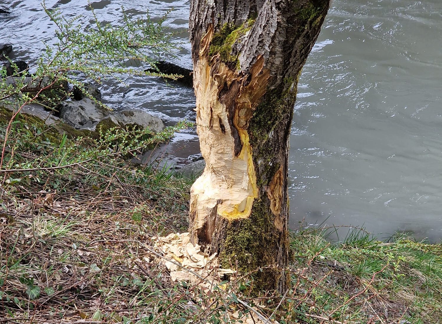 Europäische Biber; Castor fiber Fraßstellen an der Saalach