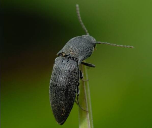 Schnellkäfer, Agriotes obscurus Schnellkäfer