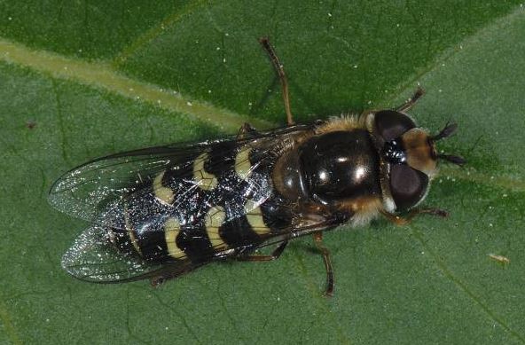Späte Großstirnschwebfliege, Scaeva pyrastri Späte Großstirnschwebefliege