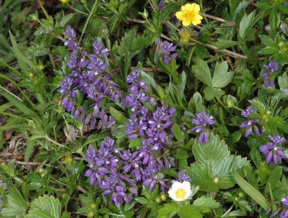 Sumpf-Kreuzblume, Polygala amarella