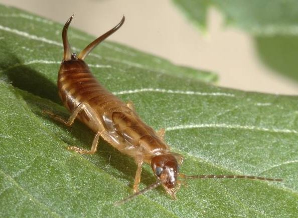 Waldohrwurm
