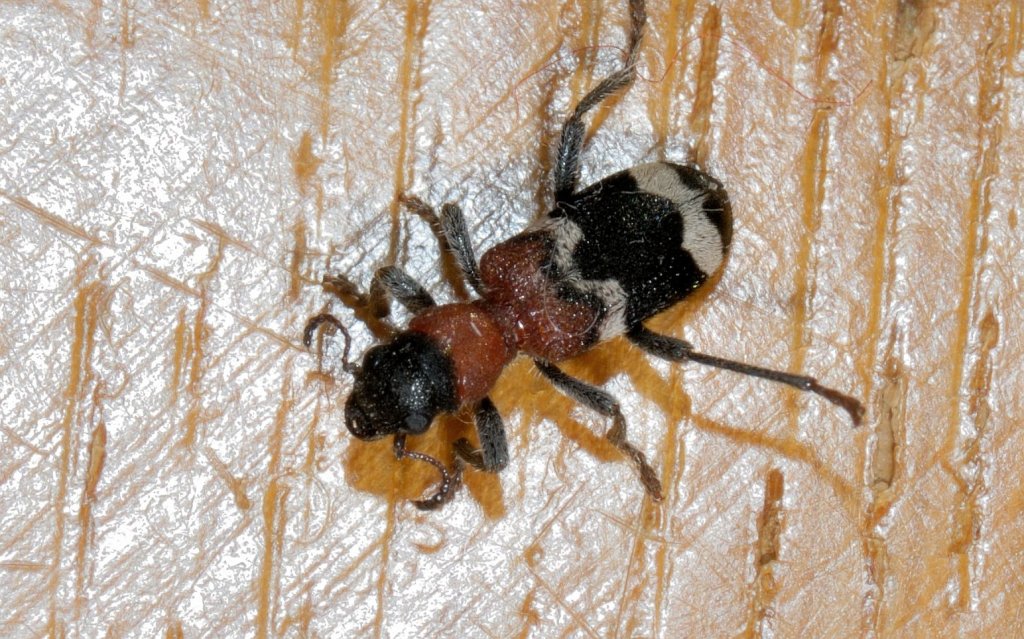Habitus