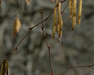 Männliche und weibliche Organe
