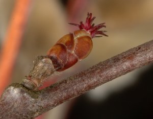 Weibliche Blüte, Makro
