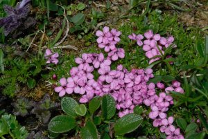 Staengelloses-Leimkraut.-Silene-acaulis-Draufsicht