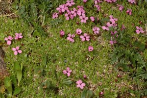 Staengelloses-Leimkraut.-Silene-acaulis-Habitus